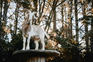 Maple Lodge - 25 Percent Off Special Dec & Jan Stays! - 2