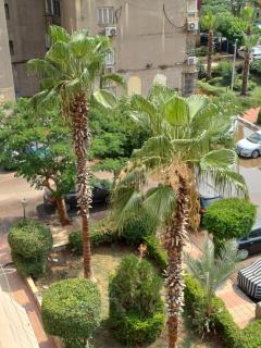 35 Milsa - Il Cairo - 5