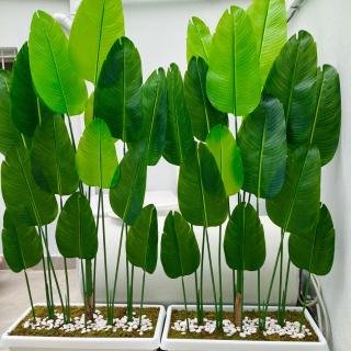 BR's New Bazaar Villa - 1