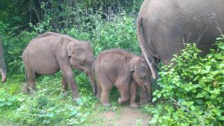 Pinnacle Safari Resort - 2