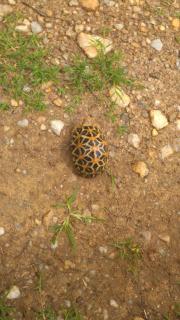 Pinnacle Safari Resort - 3