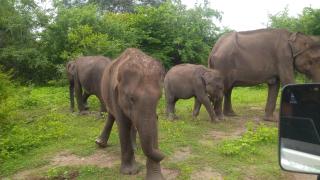 Pinnacle Safari Resort - 4