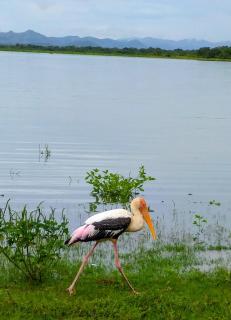 Pinnacle Safari Resort - 5