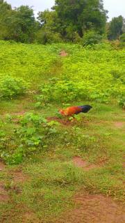 Pinnacle Safari Resort - 6