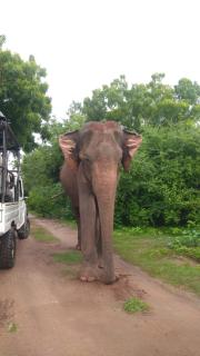 Pinnacle Safari Resort - 7