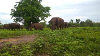 Pinnacle Safari Resort - 8