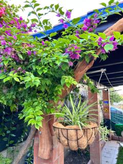 B&B Ginepro blu - Portoscuso - 9