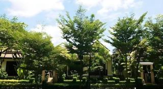 The Forest Home Resort - Ban Dong - 6