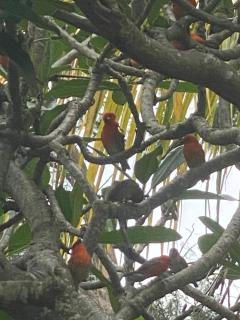 La Croix du Sud appartment - 2