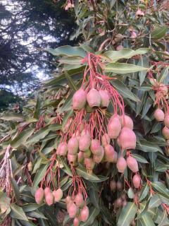 Wanderers Cottage - 4