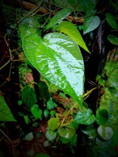 Sigiri Nethu Home Stay - 9