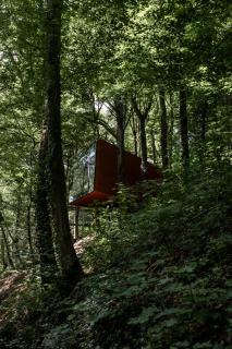 Séneçon des bois 08 - 7