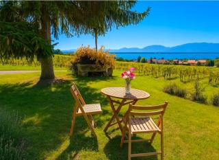 Horizon 1163 - Au Cœur des Vignes - 0