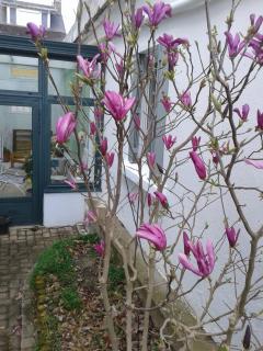 Maisonnette l'Olivier Bleu - 9