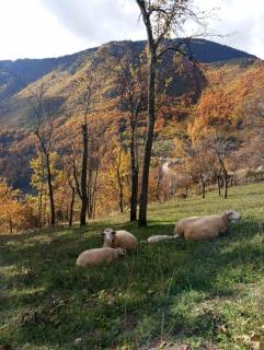 Family owned self sufficient ECO farm TARA - 9