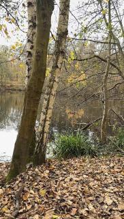 Maisonnette du Cèdre - 9