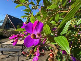 Ban Mai Xanh homestay Tam Đảo - 3