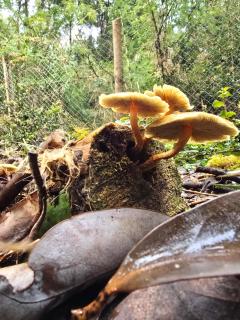 Refugio Ecos del Bosque - 8