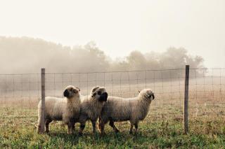 Castle near Saint Emilion with services included - 3