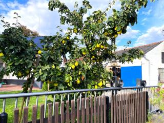 Zimmer & Ferienwohnung Steuer - 7