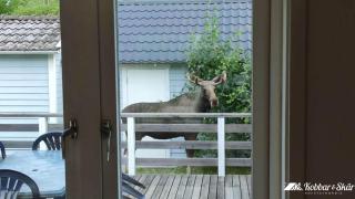 Spacious cottage in Svanesund near beach and grocery store SE09163 - 7