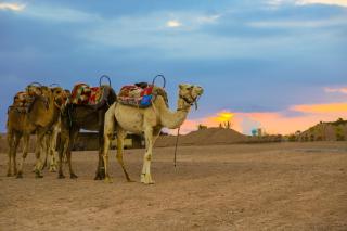 Agafay Yes We Camp Luxury Lodge Restaurant & Spa - 9