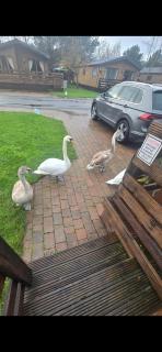 Chillingham lodge with hot tub Felmoor Park - Felton - 7