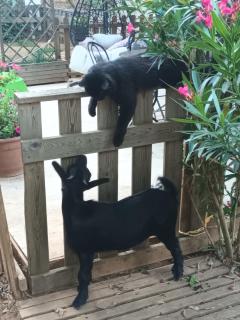 Git'an Périgord la bohémienne - 7