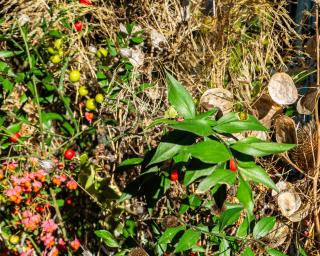 Maguy Les Oliviers - 9