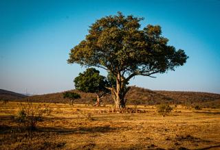 Ilanga Lodge Welgevonden Game Reserve - 2