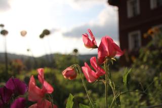 B&B Hofgenuss - Ganterschwil - 5