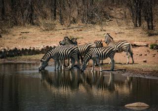 Ilanga Lodge Welgevonden Game Reserve - 1
