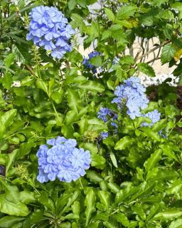 La Plume Kawannaise - - Accès plage à pieds - 3