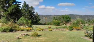 Wilderness Phoenix Rising - 3