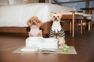 Vignette Collection Shanghai Snow World Hotel by IHG - 6