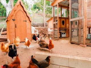 6BR Enchanted Estate on 5 Acres Pool & Mini Horses - 2