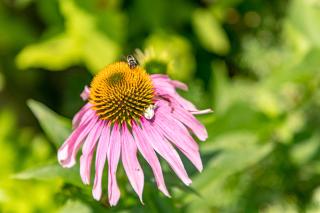 Holiday home Nika with private swimming pool in Kastav - Kastav - 6