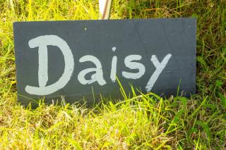 Daisy at Blancas Bell Tents - 3