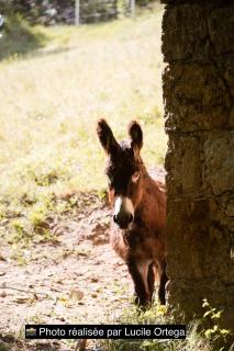 Tente Domaine Solio - 3