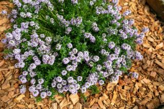 La casa tra gli ulivi - 3