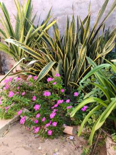 Casa Mari Suites - Canoa Quebrada - 3