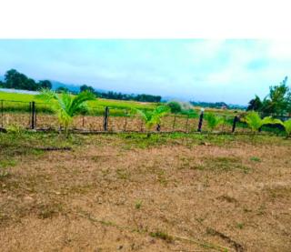 ก้านกล้วยโฮมสเตย์ - 7