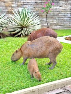 RS 502 · RS 502 - Joia no coração da Zona Norte - 6