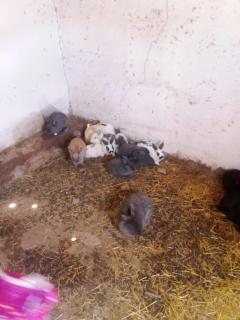 Vrugtegeur Accomodation - 9