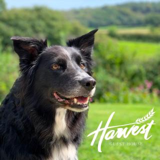 Charming Dog-Friendly Guesthouse - 8