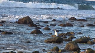 Casa Olivia 2 Bedroom Holiday Home in Higuera Blanca, Near Punta Mita & Sayulita - Higuera Blanca - 7