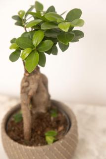 Stylish apartment with garden - 9