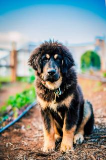 Enchanted Estate With Animals Lightscapes and Whimsy - 1