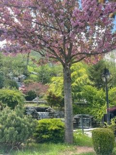 Resort Anes Drinit - 3