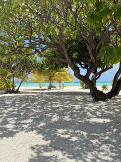 Te Manu Lodge Tikehau - 7